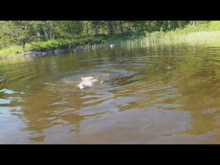 the wife swims naked in a dirty lake while drinking | friend's mom, cunnilingus, pussy